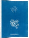 Microcladia glandulosa by Anna Atkins