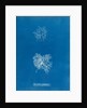 Microcladia glandulosa by Anna Atkins