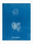 Microcladia glandulosa by Anna Atkins