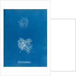 Microcladia glandulosa by Anna Atkins