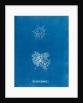 Microcladia glandulosa by Anna Atkins