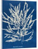 Odonthalia dentata by Anna Atkins