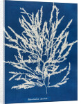 Odonthalia dentata by Anna Atkins