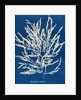 Odonthalia dentata by Anna Atkins