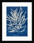 Odonthalia dentata by Anna Atkins