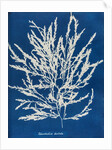 Odonthalia dentata by Anna Atkins