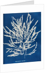 Odonthalia dentata by Anna Atkins