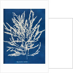 Odonthalia dentata by Anna Atkins