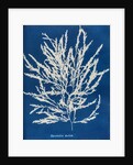 Odonthalia dentata by Anna Atkins
