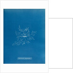 Straggly tail weed by Anna Atkins