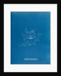 Straggly tail weed by Anna Atkins