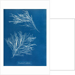 Rhodomela subfusca by Anna Atkins