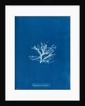Rhodomela pinastroides by Anna Atkins