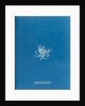 Rhodomela scorpoidies by Anna Atkins