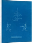 Bonnemaisonie asparagoides by Anna Atkins