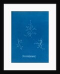 Bonnemaisonie asparagoides by Anna Atkins