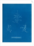 Bonnemaisonie asparagoides by Anna Atkins