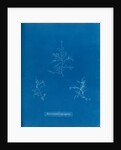 Bonnemaisonie asparagoides by Anna Atkins