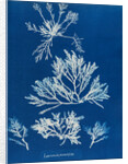 Pepper dulse by Anna Atkins