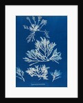 Pepper dulse by Anna Atkins