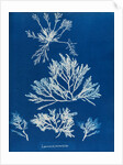 Pepper dulse by Anna Atkins