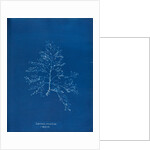 Prickly tang by Anna Atkins