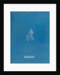 Rounded brittle fern weed by Anna Atkins