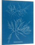 Laurencia tenuissima by Anna Atkins