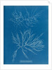 Laurencia tenuissima by Anna Atkins