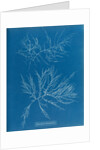 Laurencia tenuissima by Anna Atkins