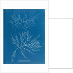 Laurencia tenuissima by Anna Atkins