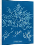 Chylocladia clavellosa by Anna Atkins