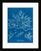 Chylocladia clavellosa by Anna Atkins