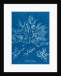 Chylocladia clavellosa by Anna Atkins