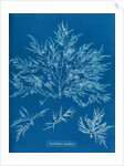 Chylocladia clavellosa by Anna Atkins
