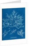 Chylocladia clavellosa by Anna Atkins