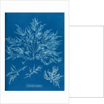 Chylocladia clavellosa by Anna Atkins