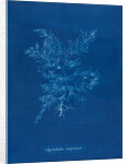 Juicy whorl weed by Anna Atkins