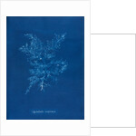 Juicy whorl weed by Anna Atkins