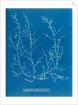 Juicy whorl weed by Anna Atkins