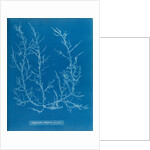 Juicy whorl weed by Anna Atkins