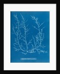 Juicy whorl weed by Anna Atkins