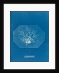 Chylocladia parvula by Anna Atkins