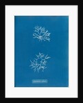 Chylocladia reflexa by Anna Atkins