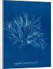 Gigartina purpurascens (in fruit) by Anna Atkins