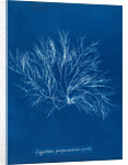 Gigartina purpurascens (in fruit) by Anna Atkins