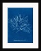 Gigartina purpurascens (in fruit) by Anna Atkins