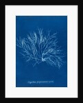 Gigartina purpurascens (in fruit) by Anna Atkins