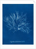 Gigartina purpurascens (in fruit) by Anna Atkins