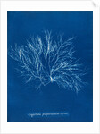 Gigartina purpurascens (in fruit) by Anna Atkins